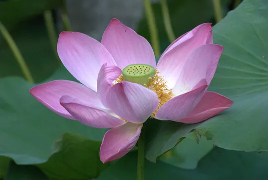 老彩票开奖结果